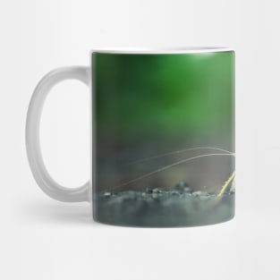 Bush Cricket Mug